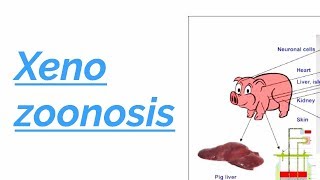 What is XENOZOONOSIS  definition  explanation  hindi  english [upl. by Jonette722]