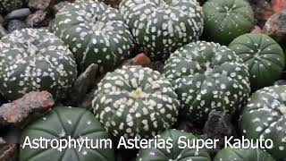 1 year and 9 month old update on Astrophytum Asteria Ariocarpus Gymnocalycium [upl. by Juliane]