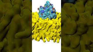 Protein embedded in lipid bilayer  Molecular Dynamics [upl. by Nnylirak]