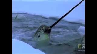 Narwhal The Story of an Arctic Whale [upl. by Abercromby45]