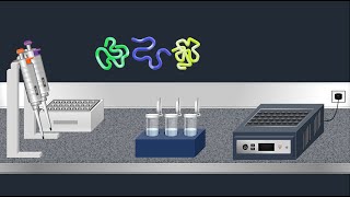 SDSPAGE Sodium Dodecyl Sulfate–PolyAcrylamide Gel Electrophoresis–Animation [upl. by Akienat472]