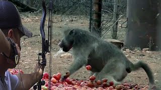 Hunting baboons by arrow [upl. by Pigeon]