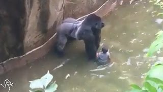 HARAMBE Video Update Childs Mother Not Charged In Zoo Gorilla Shooting  The Dodo [upl. by Dlared1]