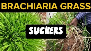 How To Divide and Transplant Brachiaria Grass  Mulato Grass SUCKERS The Best Feed for Livestock [upl. by Egarton]