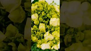 Hydrangea timelapse natureslover subscribemychannel flowerphotography viralvideoshorts [upl. by Namreg]