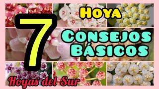 HOYA 7 Consejos Básicos Flor de Cera Porcelana Nácar 7 basic tips for Hoya care [upl. by Earlene708]