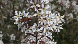 1 minuut natuur krentenboompje  juneberry  lamélanche  KupfelFelsenbirne [upl. by Admama]