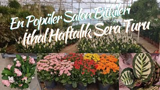 31 En Popüler Salon Bitkileri  Haftalık İthal Sera Turu garden plants [upl. by Alek]