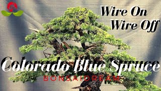 Creating a Breathtaking Bonsai with Wire ON Wire OFF Method  Colorado Blue Spruce [upl. by Acissehc437]