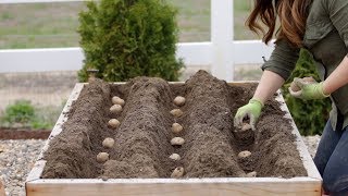 How to Plant Potatoes 🥔🌿  Garden Answer [upl. by Scever664]