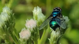 Chrysomya megacephala Insect  acche video [upl. by Hermia]