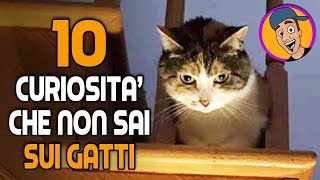 10 COSE CHE DEVI SAPERE SUI GATTI [upl. by Rebmak794]