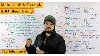 ABO Blood Group System Detailed lecture Multiple allele example chapter Genetics  Inheritance [upl. by Sldney]