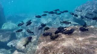 Swimming with Cichlids  Tropheus moorii nausingili [upl. by Novat]