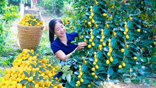 Harvest Oleaster Goes To Market Sell  Harvesting and Cooking  Lý Hương Song [upl. by Eelesor]