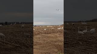 redcrowned cranes and swans sanctuary hokkaido japan [upl. by Giacopo301]