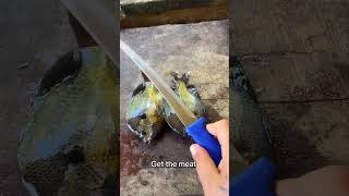 Crazy shrimp cook fishing fishingvideo fish trip cooking food shorts shortvideo fyp viral [upl. by Lawton26]