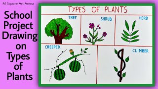 How to Draw Easy and Simple Types of Plants School Project on Types of Plants Drawing for Students [upl. by Celinda927]