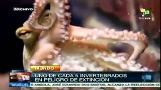 Animales invertebrados en peligro de extinción [upl. by Sirod409]