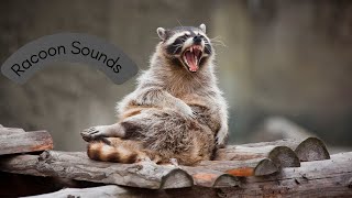 Racoon sounds  Listen to the Amazing Sounds of the Raccoon [upl. by Herwick]