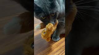 Catnip 1 My Fierce Feline 0 😼🧸 catshorts sundayscaries catvideos [upl. by Annaeirb]