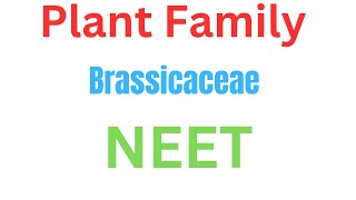 Plant family Brassicaceae musturd Neet medical aiims [upl. by Sibby]