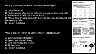 Live history of Rhodophyta  Primary and Secondary Pit Plugs [upl. by Canning499]