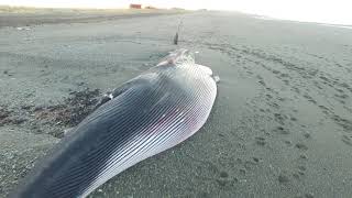 Ballena encallada en Rio Grande tierra del fuego [upl. by Odnolor288]