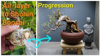 Ficus Tiger Bark from air layer to shohin bonsai [upl. by Poucher]