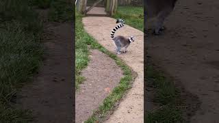 Ring tailed lemur [upl. by Nahtanaj]