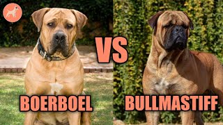 Boerboel vs Bullmastiff A Complete Dog Breed Comparison [upl. by Foushee]