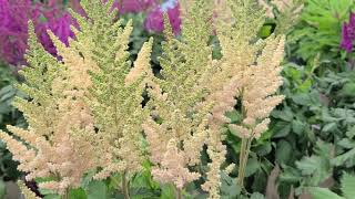 Astilbe Visions series  5 GORGEOUS🌟 Selections Feathery Plumes of Summer Perennial Color [upl. by Nepean]