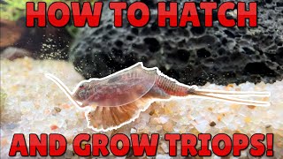 How to Hatch and Grow Triops  A Documentation from Egg to Adult [upl. by Okajima]