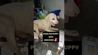 Treat Rescue Paralyse Puppy😿 animalsrescue cat shortvideo [upl. by Panayiotis]