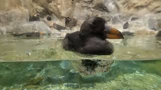 Tufted puffins and their enclosure [upl. by Liana]