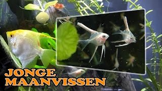 Jonge maanvissen in aquarium Goud maanvissen [upl. by Sucirdor437]