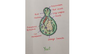 Labelled diagram of Yeast Simple Step by step drawing of Yeastsciencescrapbook6553 [upl. by Calla]