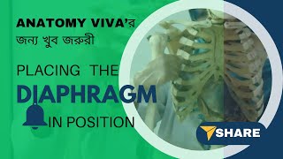 How to place the Diaphragm in anatomical position Placing the Diaphragm in a skeleton II Bangla [upl. by Genvieve]