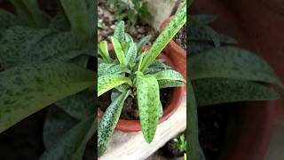 Drimiopsis lancifolia kirkii A exotic air purifying indor plant plants [upl. by Arol]