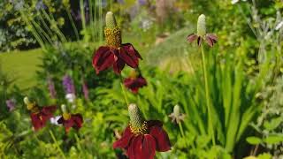 Ratibida columnifera fpulcherrima Prairie Coneflower [upl. by Myke]