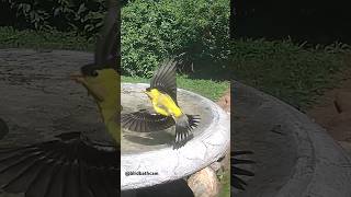 Goldfinch stops at birdbath birds goldfinches birdbathcam [upl. by Kessel]