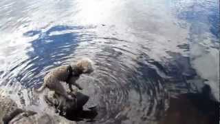 Lagotto Romagnolo swimming [upl. by Enenaej525]