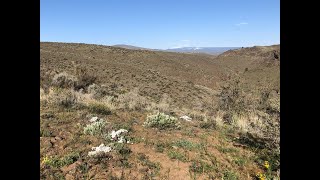 April Wildflowers Cowiche Canyon 4 mi hike Yakima Washington [upl. by Alyose84]