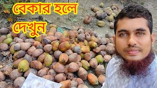 বাগেরহাট নারিকেল আড়ৎ থেকে পাইকারি দামে নারিকেল কিনুন [upl. by Duwad]