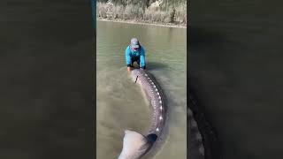 Fishing Guide Catches 10Foot Long Sturgeon in British Columbia River [upl. by Urbannal]