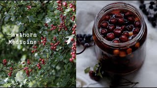 Hawthorn Berry Herbal Medicine Making  Oxymel amp Syrup [upl. by Rolyak]