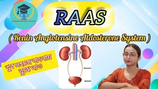 Renin Angiotensine Aldosterone System RAAS in easy way ।। Bengali Nursing Learner [upl. by Adigun875]