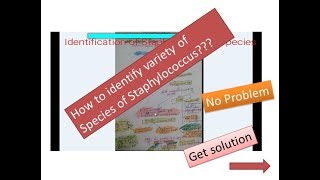 Staphylococcus Identifcation [upl. by Jori]