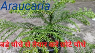 एरुकेरिया का पौधा तैयार करने की आसान विधिHow to propagate araucaria plant by cutting [upl. by Kaazi377]