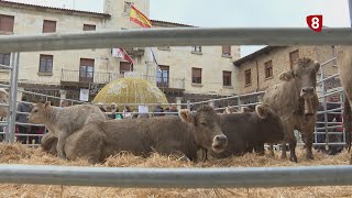 FERIA DEL GANADO DE CERVERA [upl. by Hussein]